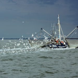 Ein Krabbenkutter fährt auf der Nordsee umgeben von Möwen.