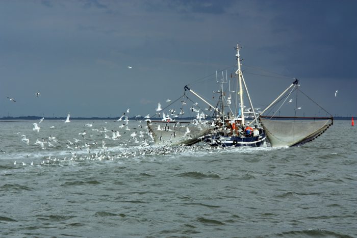 Ein Krabbenkutter fährt auf der Nordsee umgeben von Möwen.