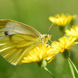 Ein Schmetterling sitzt auf einer gelben Blume.